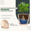 Pots à plantes d'intérieur avec drainage-1952380643