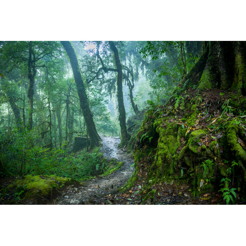 Himalayan Forest by Niladri Sikder - Wrapped Canvas Print, 30cm H x 46cm W