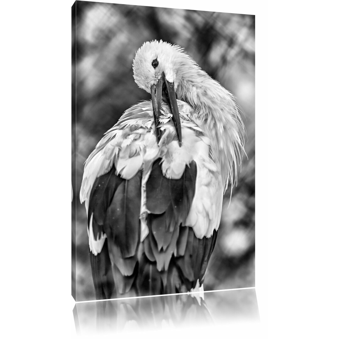 Leinwandbild Storch putzt sich in Monochrom