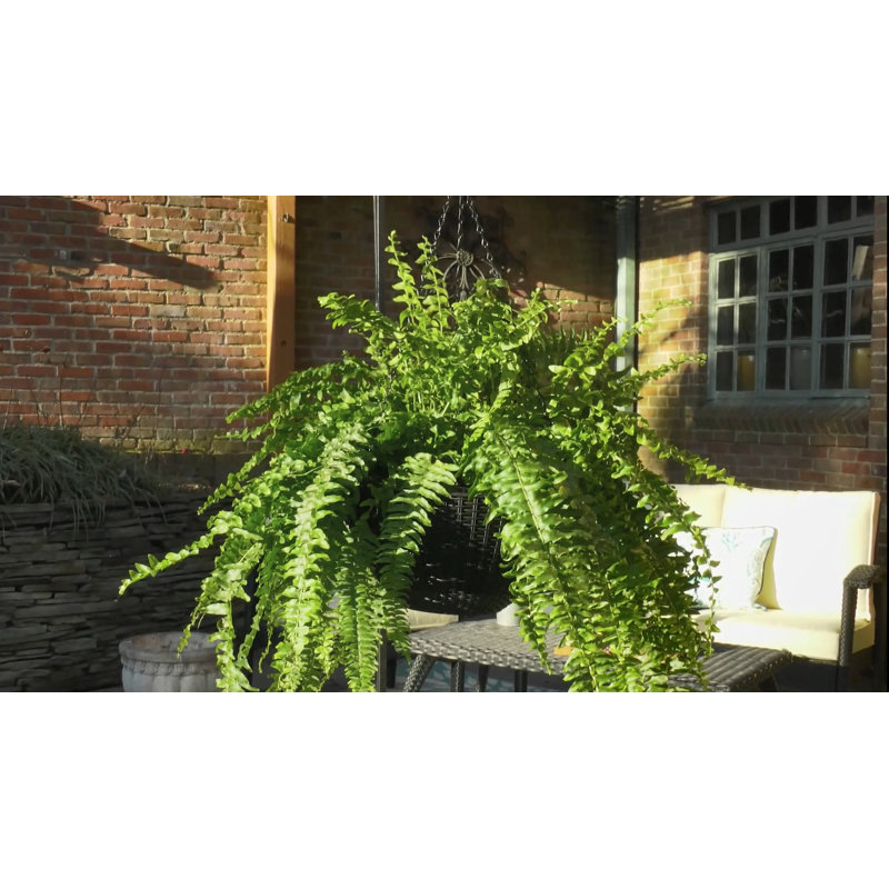 Hanging Planter