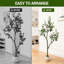183cm Plant