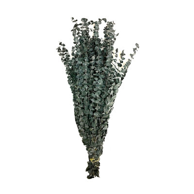 Branche d'eucalyptus préservé 30 po
