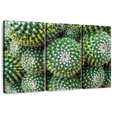 Harnek Golden Barrel Cacti