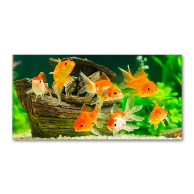 Gold Fish - Wrapped Canvas Print