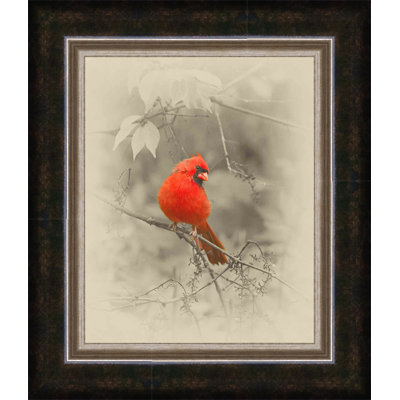 " Male Cardinal "