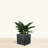 Wandie Green Polyethylene Pot Planter-1628738415-1628738412