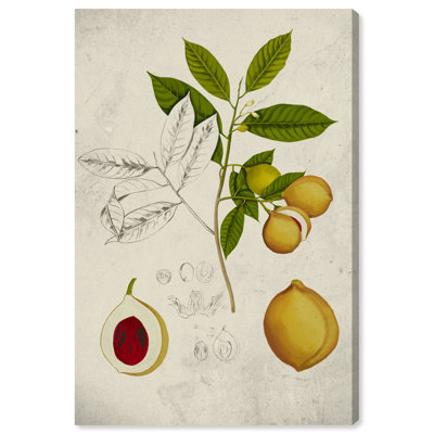 " Peach Plant Tree "