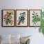 Pl 107 Canada Jay - ensemble de 3 peintures sur toile encadrées-768052230-768052231