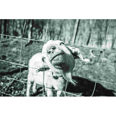" Hey Goat "