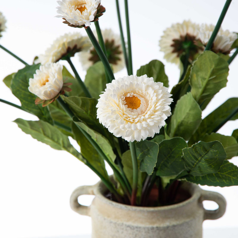 Arrangement floral marguerite anglaise en pot, Blanc