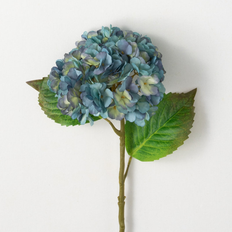 Hortensia en fleurs 21 po Hatherleigh, Bleu cendré