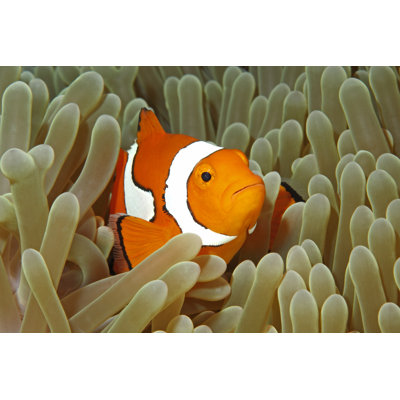 " Clownfish " by Cbpix