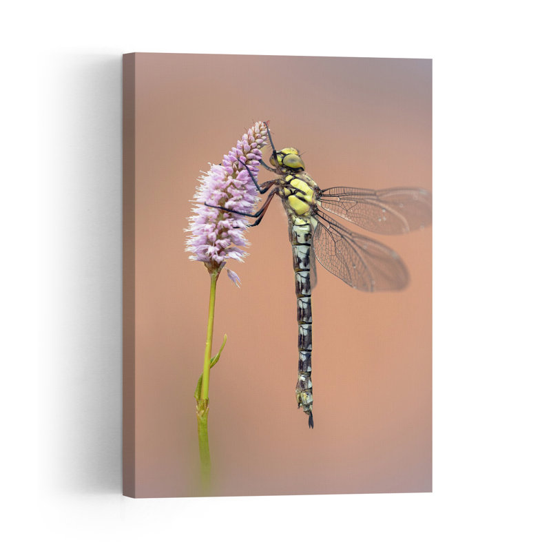 Dragonfly On Pink Blossom Delicate Peaceful Contemporary Dragonfly Flower Nature Wall Art Print 1 Piece Wrapped Canvas Wall Art