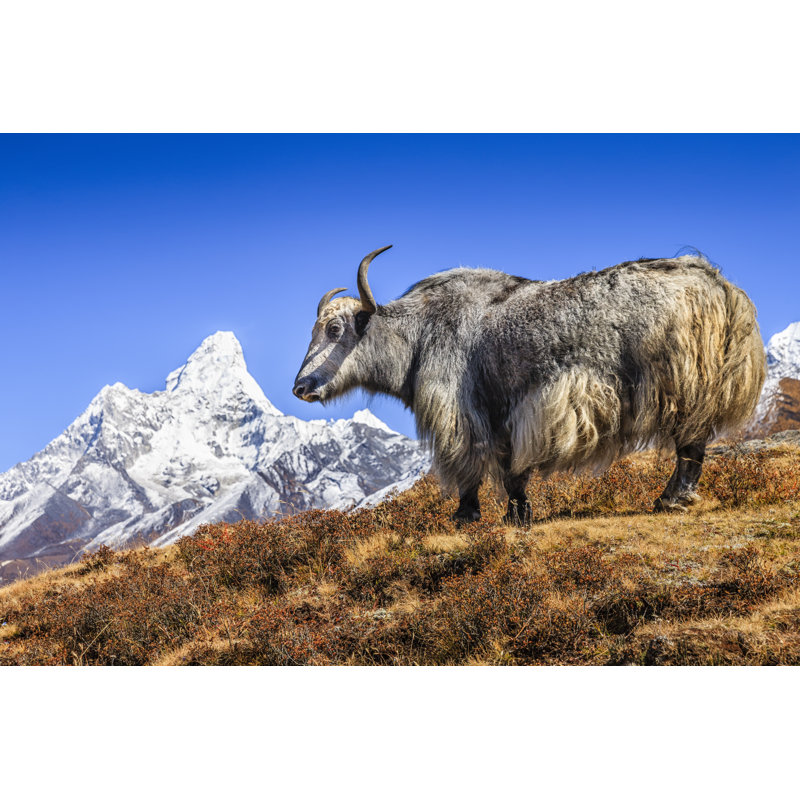 Yak On The Trail by Hadynyah - Wrapped Canvas Print, 81cm H x 122cm W x 3.8cm D