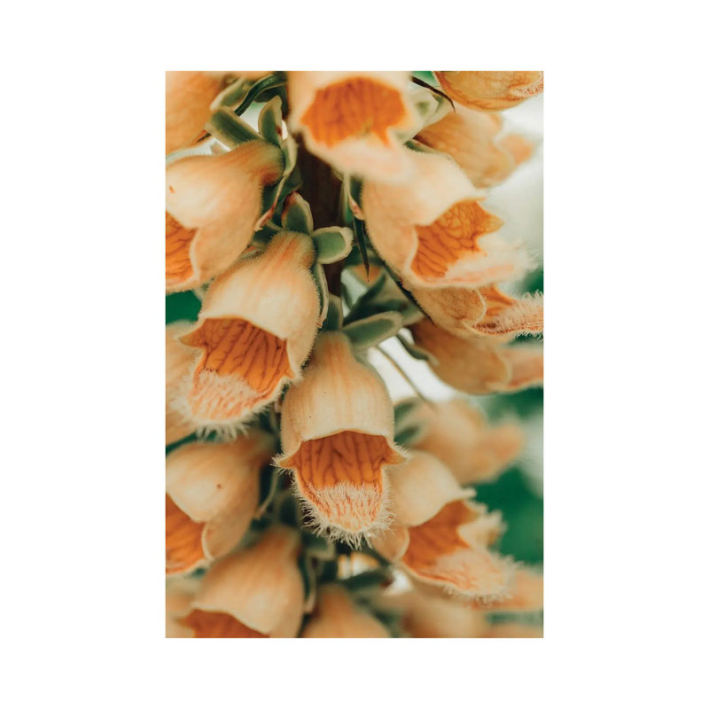 Summer Botanical III by Olivia Joy StClaire - Wrapped Canvas Print, 20.32 cm H x 30.48 cm W