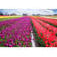 « skagit valley tulips » par sylvia cook, reproduction d’art sur toile tendue-16291150