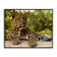 «Leopard Gazing Relaxation», estampe numérique, conception par MJ Photographie-862477198-862477199