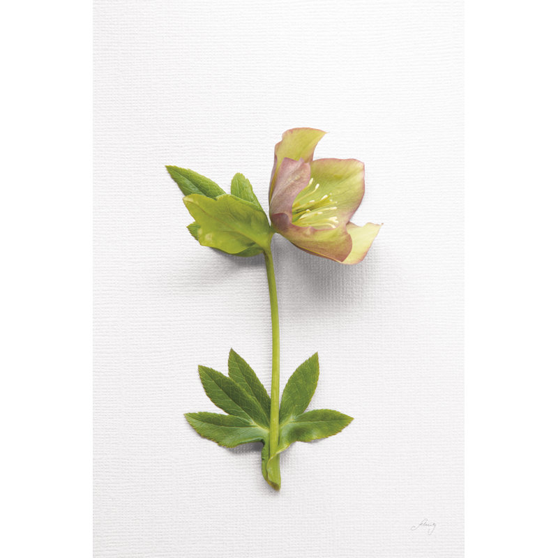 Hellebore Study III, H 12 po x l 8 po x P 1,25 po