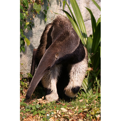 Giant Anteater Walking by Dangdumrong
