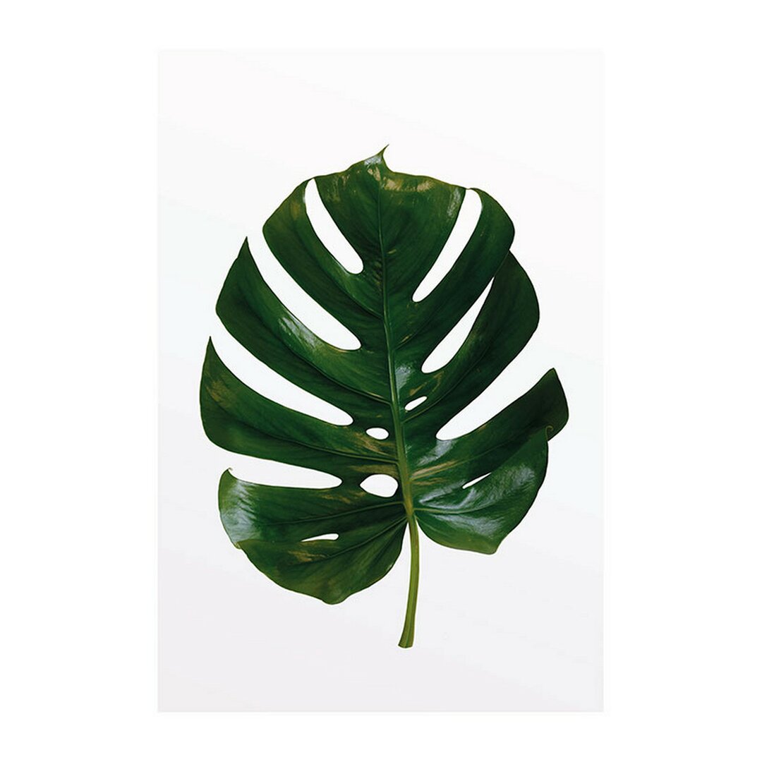 Papierbild Monstera Blatt