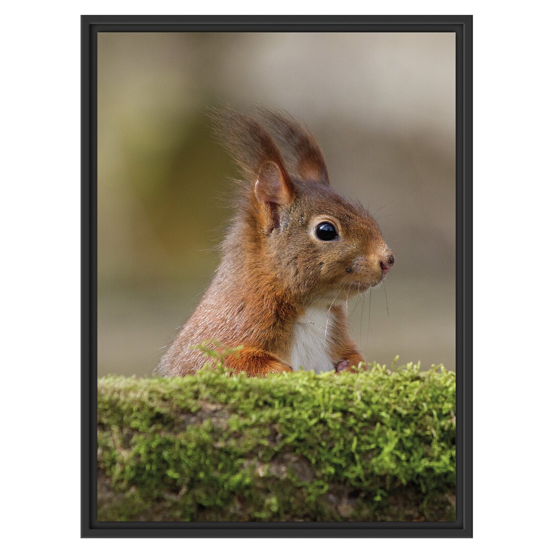 Eichhörnchen auf einem Baum Gerahmter Fotokunstdruck