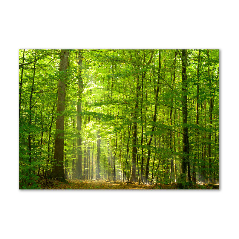 Deciduous Forest - Wrapped Canvas Print