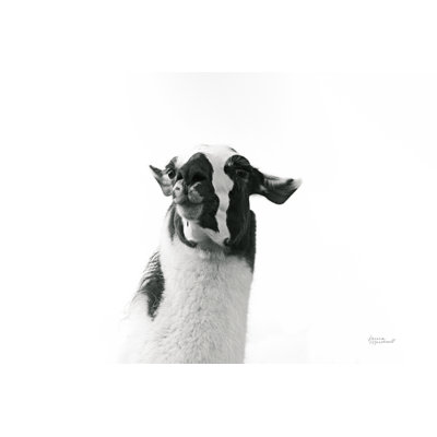 Lama adorable I