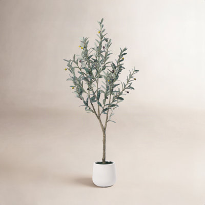 Adcock Olive Tree in Pot