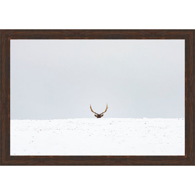 " Elk "