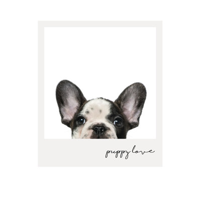 Amour des chiots