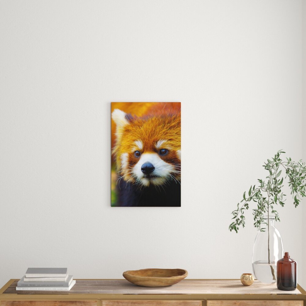 Leinwandbild Roter Pandabär auf Ast, Fotodruck