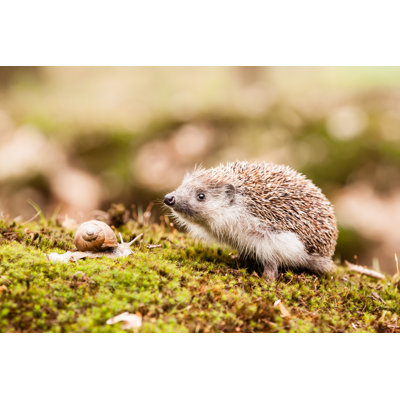 " Eastern European Hedgehog "