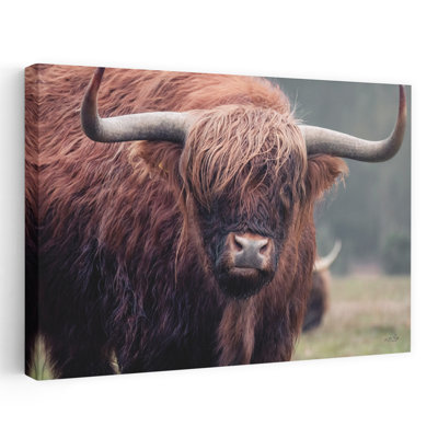 Scottish Highlander - Contemporary Photography Cow Highland Cow Art