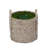 82'' Faux Palm Tree in Wicker/Rattan Basket-659100001