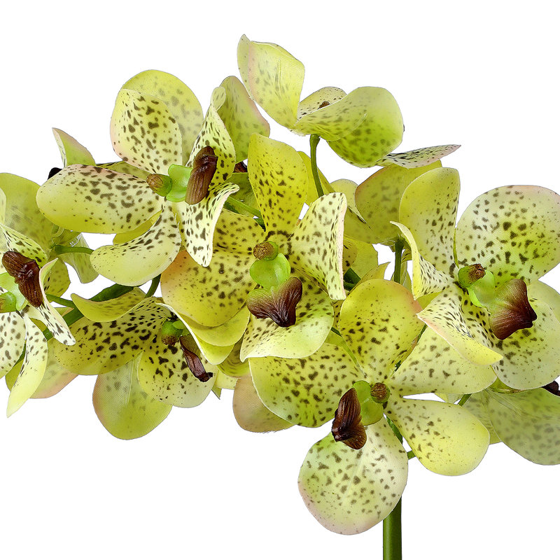 Vaporisateur d'orchidée Just Cut Vanda 27 po , Vert