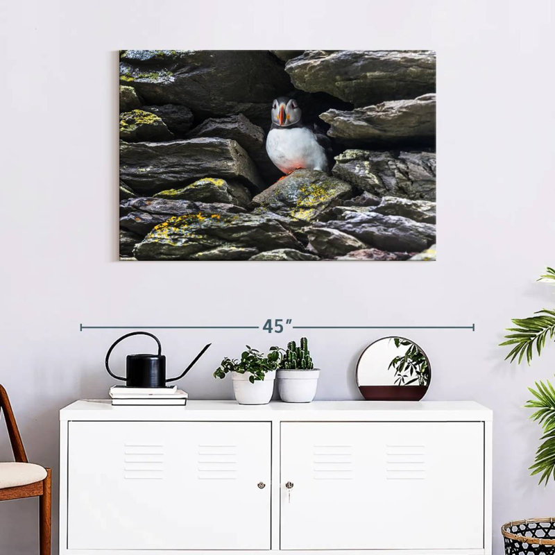 Crowle Resting Atlantic Puffin