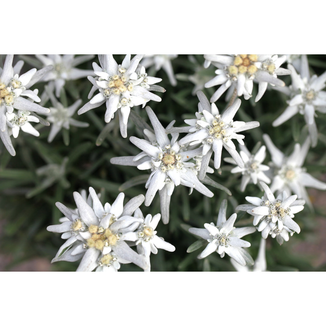 Seltene Blume Edelweiss von Aloha_17 - Ohne Rahmen auf Leinwand drucken