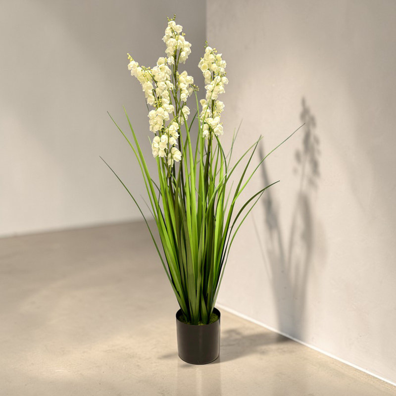 Bellflower Grass In A Pot