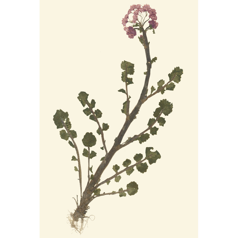 Pressed Botanical II by Vision Studio - Wrapped Canvas Art Prints, 46cm H x 30cm W x 3.8cm D