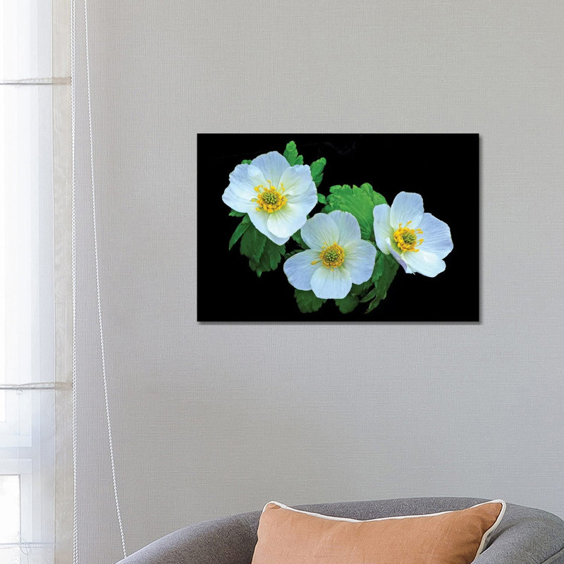 American Globe Flower by Brian Wolf - Wrapped Canvas Print