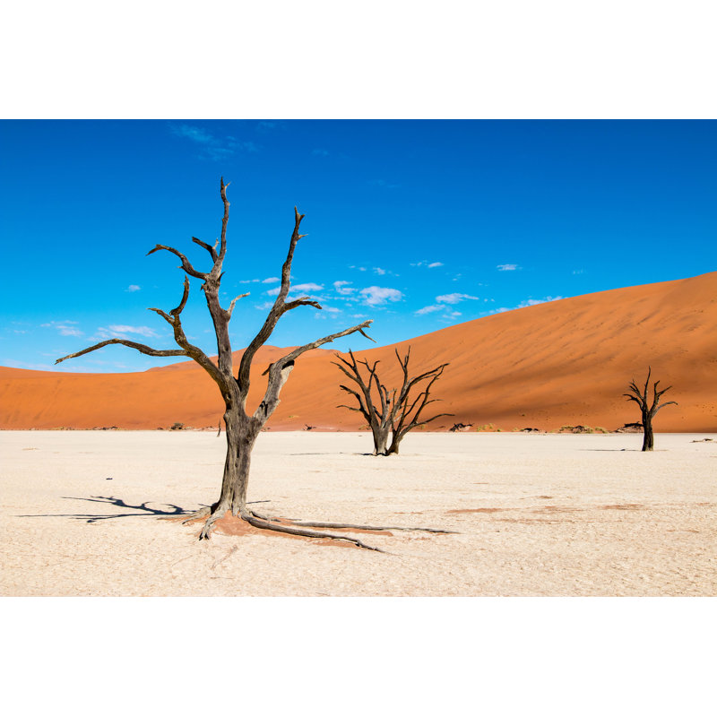 Bare Trees In Desert by Evenfh - Wrapped Canvas Print, 61cm H x 91cm W