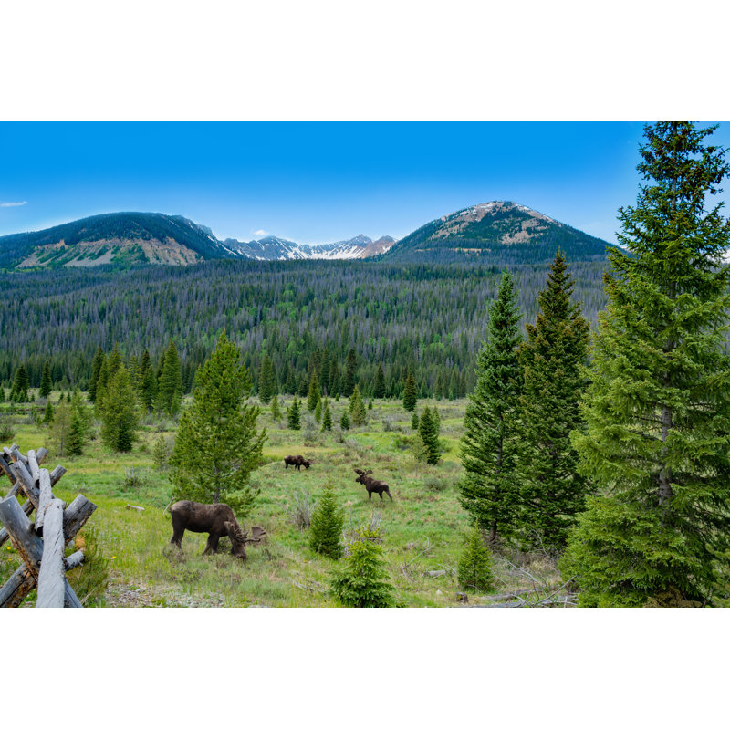 Leavenworth Bull Moose Grazing 1 Piece Wrapped Canvas Wall Art, 61cm H x 91cm W x 3.8cm D