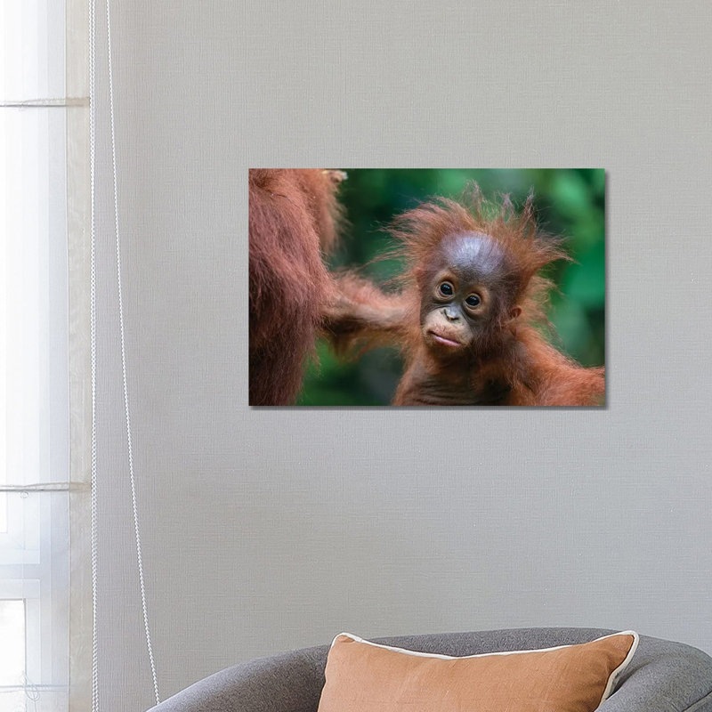 Orangutan Baby Wild Hair Day by Mogens Trolle - Wrapped Canvas Print, 66.04 cm H x 45.72 cm W x 1.91 cm D