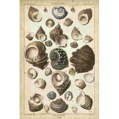 Turban Shells