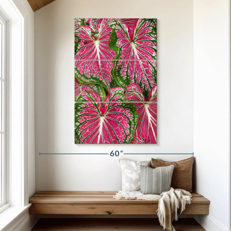 Feuilles Harnek Caladium