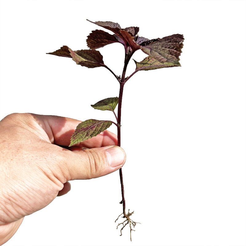 Madera Plant