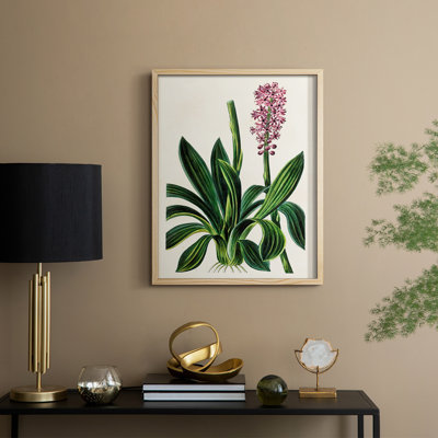 AntiqueFloralFolioII Framed Print - Solid Wood