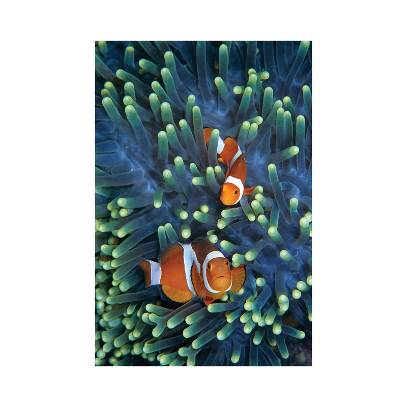 Clown Anemonefish Pair In Sea Anemone Tentacles, Celebes Sea by Hiroya Minakuchi - Wrapped Canvas Print