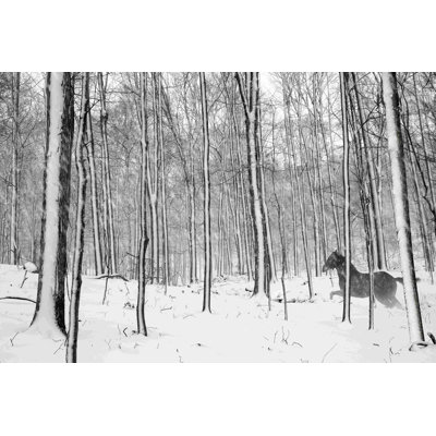 A Snowy Walk II