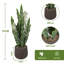 20.2cm Plant-1341674439